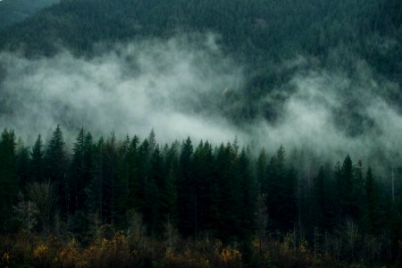 Fog, Forest, Pnw photo