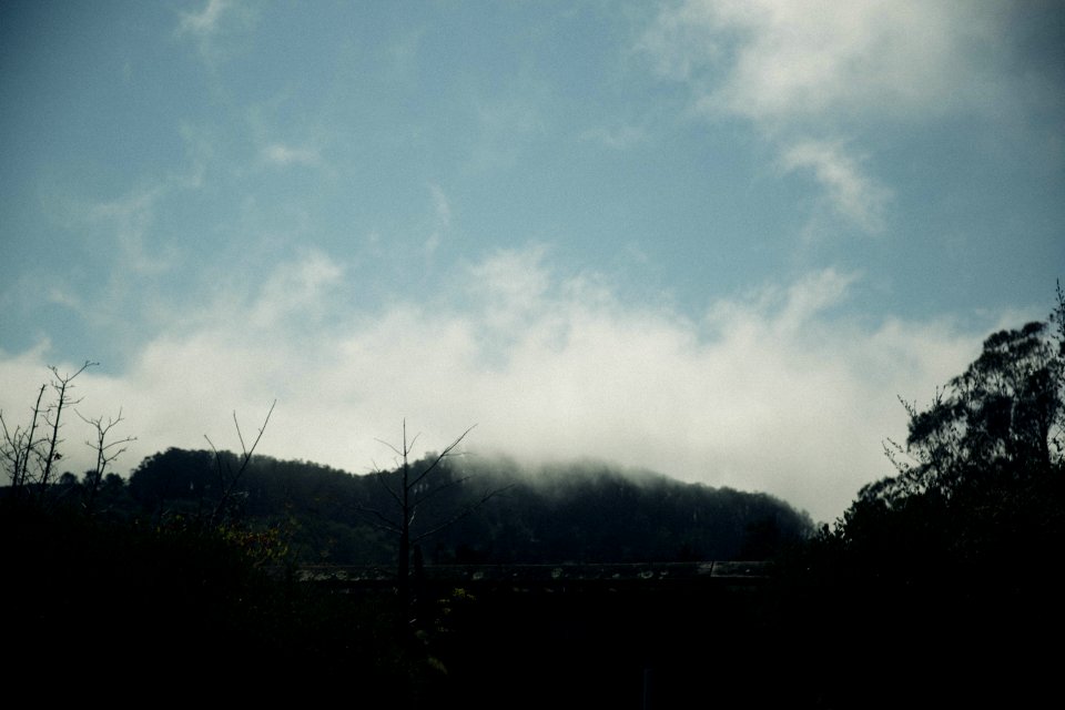 Fog, Hill, Trees