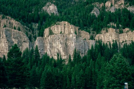 forest with grey rock cliffs photo