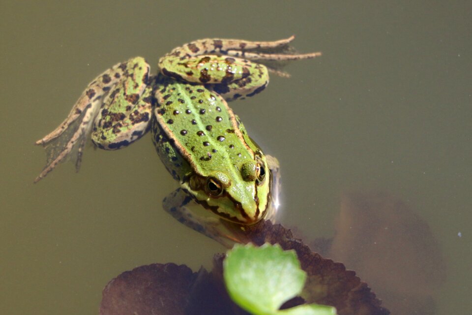 Amphibian pond animal