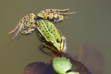Amphibian pond animal photo