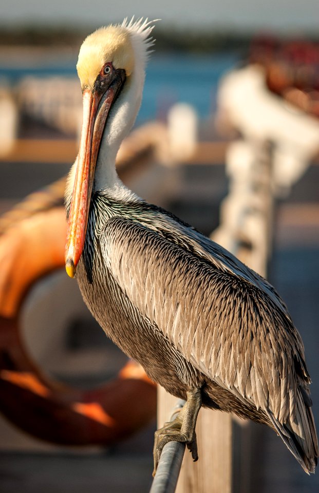 Pelican