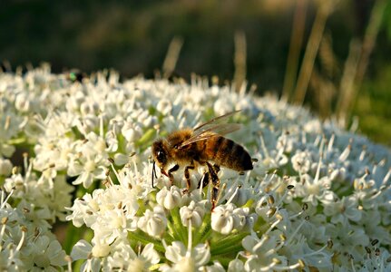Nectar pollinate feeding photo