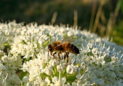 Nectar pollinate feeding