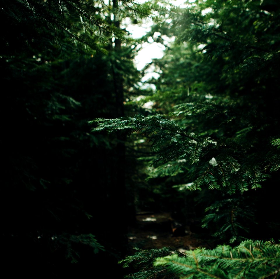 green leafed plant in forest