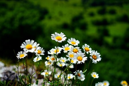 White leucanthemum vulgare basket flower greenhouse
