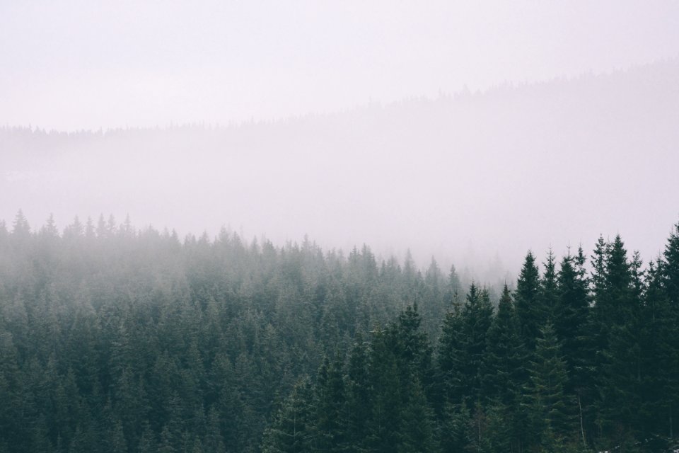 Woods, Wood, Winter