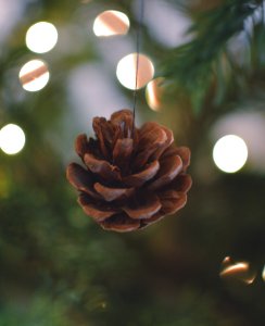 Winter, Wallpaper, Tree