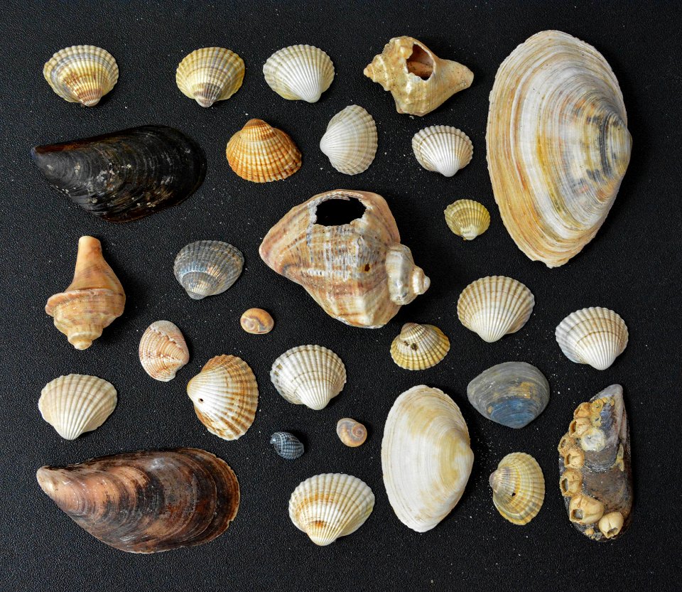 Texture, Beach, Shell texture