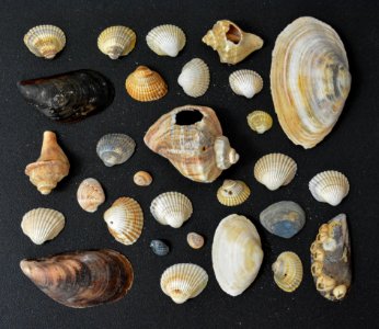 Texture, Beach, Shell texture