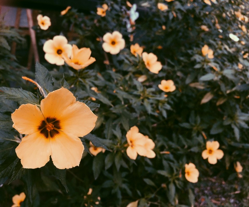 Floral, Scape, Flowers