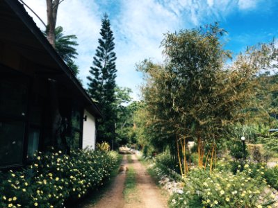 Trees, Scape photo