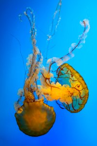 National aquarium, Baltimore, United states