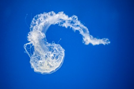 jellyfish underwater photography photo