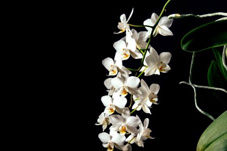 tilt-shift lens photography of white flowers photo