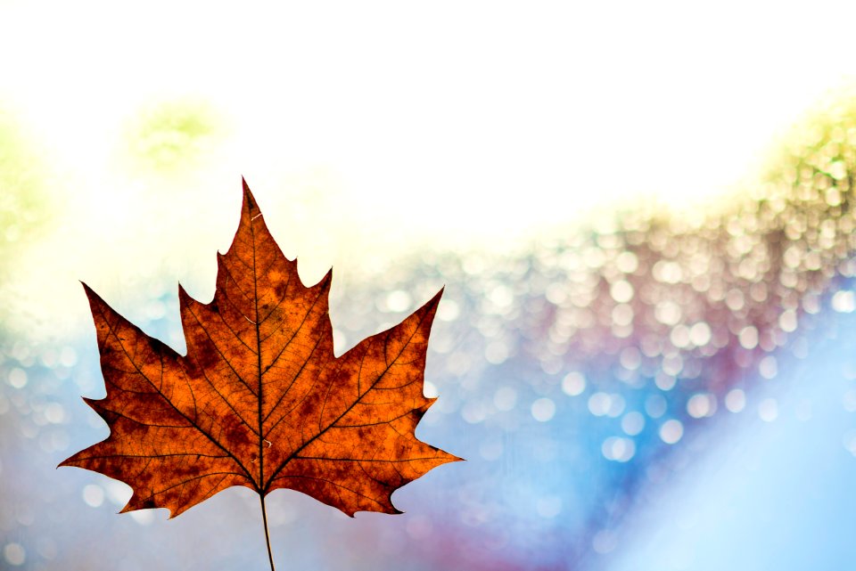 maple leaf illustration