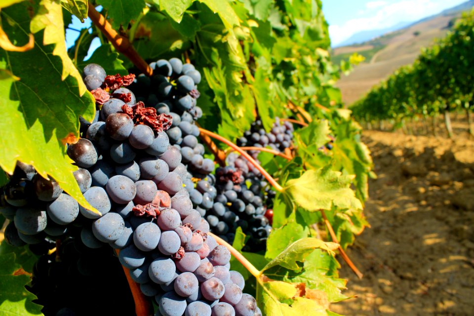 Italy, Montepulciano, Travel