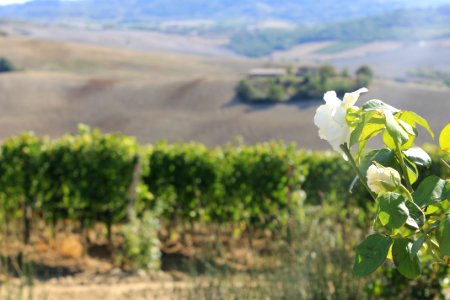 Montalcino, Italy, Vines photo