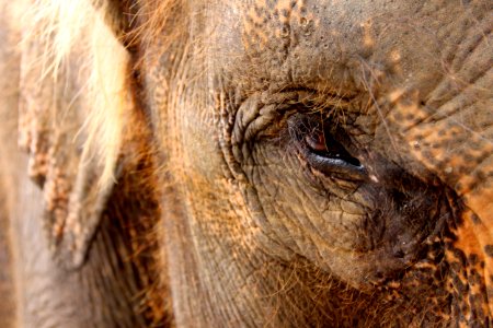 Indonesia, Elephant safari park taro bali, Animal photo