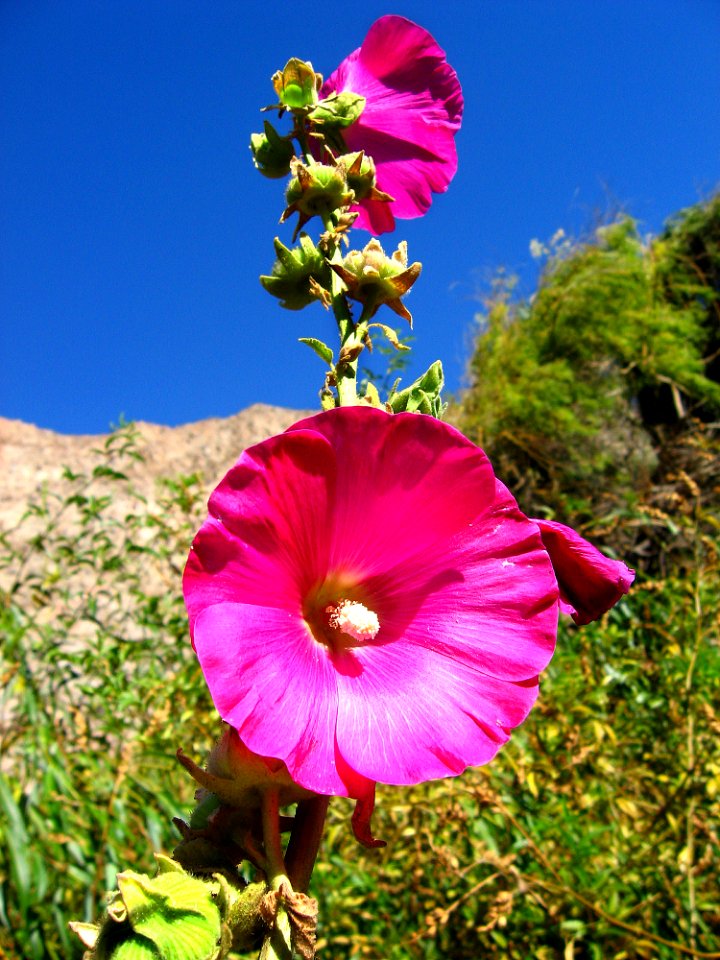 Pisco elqui, Iv regin, Chile