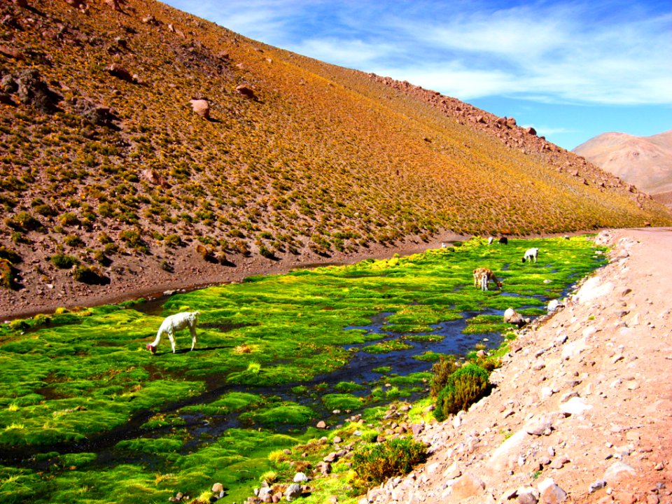 Chile, San pedro de atacama, Ii regin