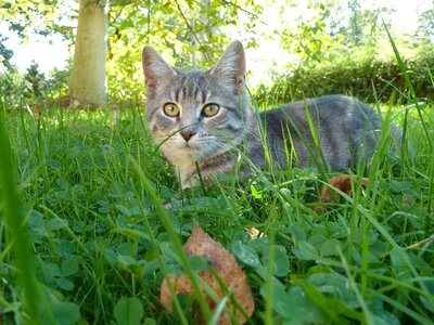 Cat meadow domestic cat