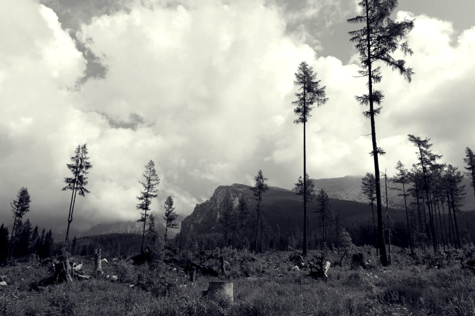Tree, Mountain, Nature