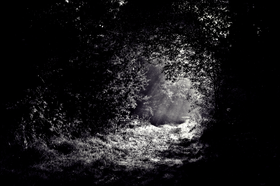 grayscale photo of leafed plants surround path