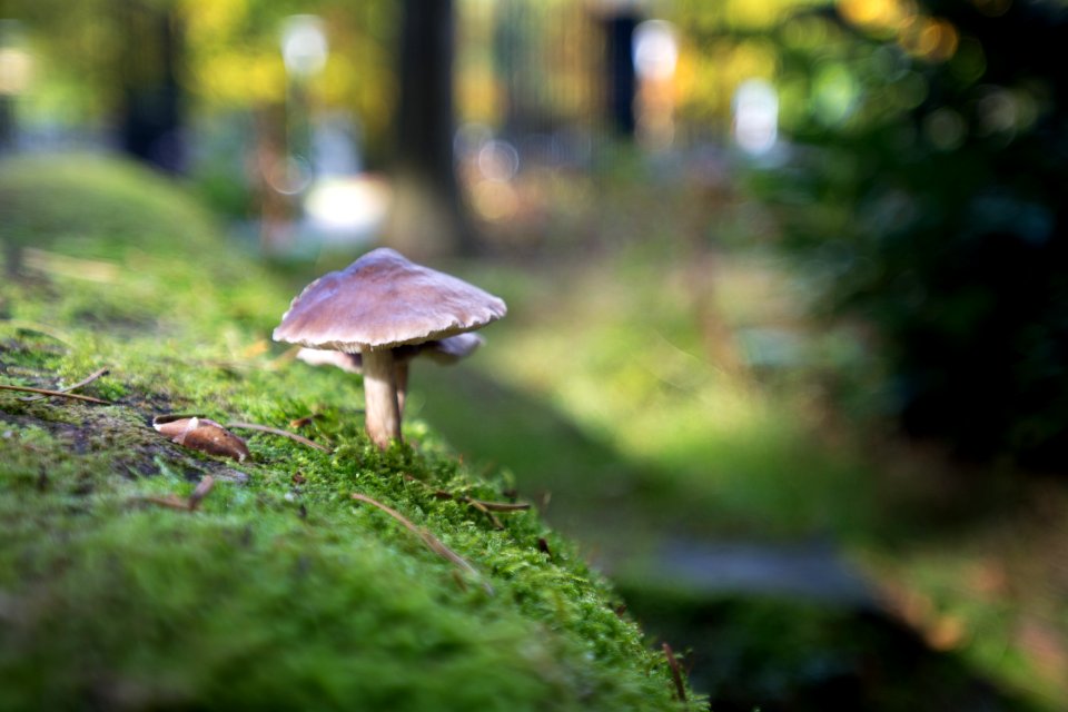 Park berg en bos, Apeldoorn, Netherl