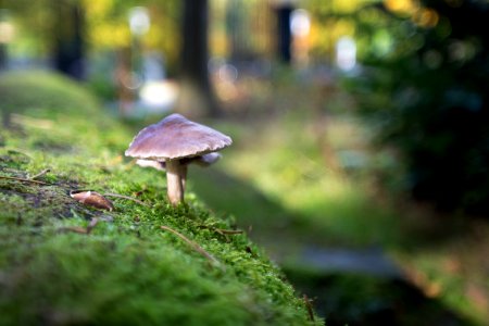 Park berg en bos, Apeldoorn, Netherl
