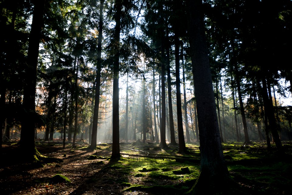 Light, Apeldoorn, Gelderl