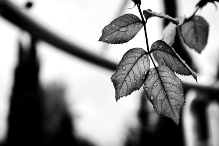 grayscale photography of leaves photo