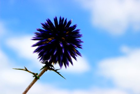 selective focus photography of blue petaled flower under blue and white cloudy skies photo