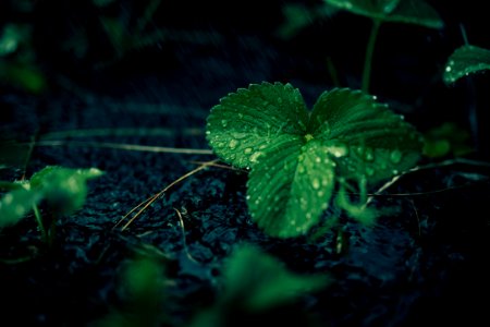 green leafed plant with waters