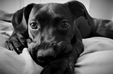 Irel, Dublin, Puppy