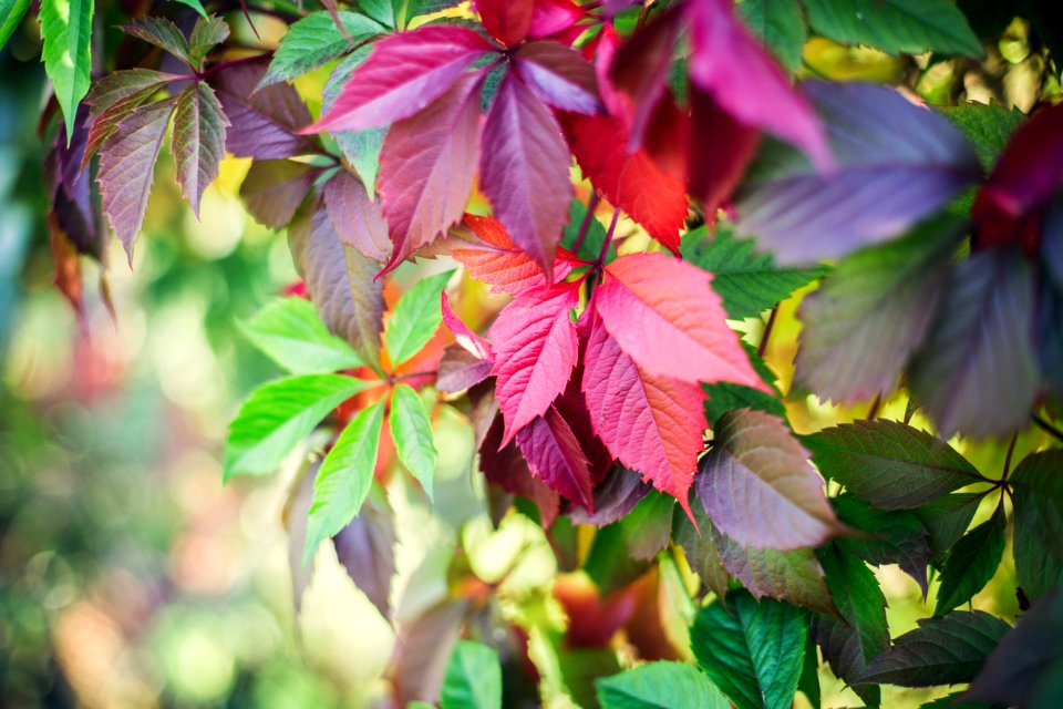 Russia, Leaves, Fall