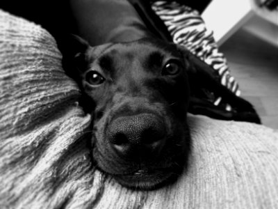 Dublin, Irel, Dog
