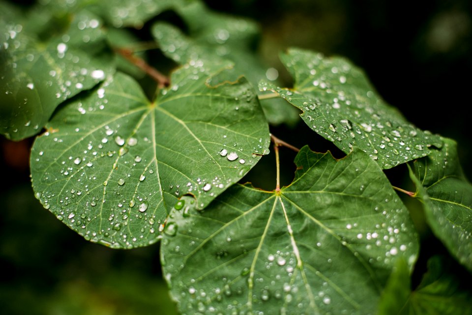 Alupka, Leaves, Nature