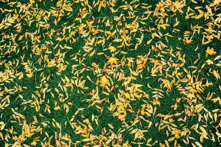 birds eye view of leaves on ground