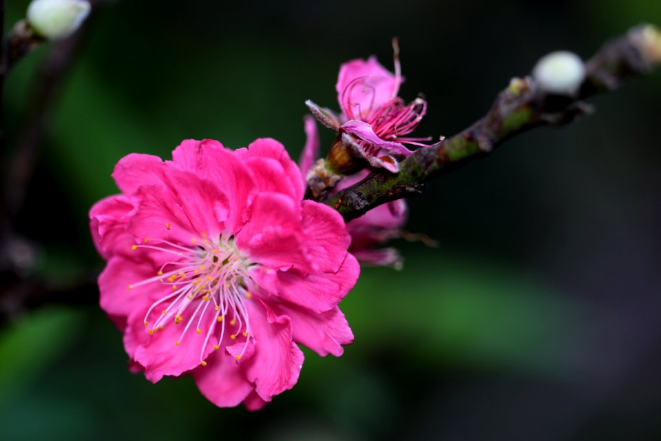 Macau, Flower, Flowers