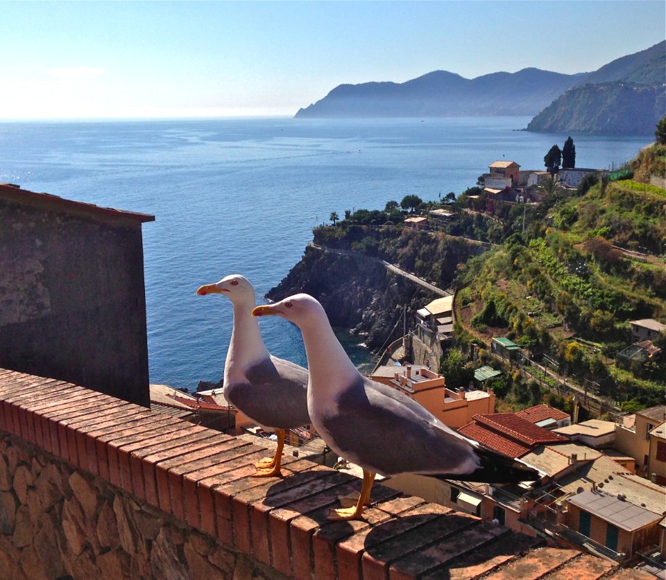 Ocean, Sea, Seagulls