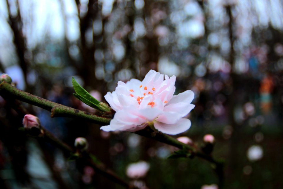 Macau, Flowers, Flower