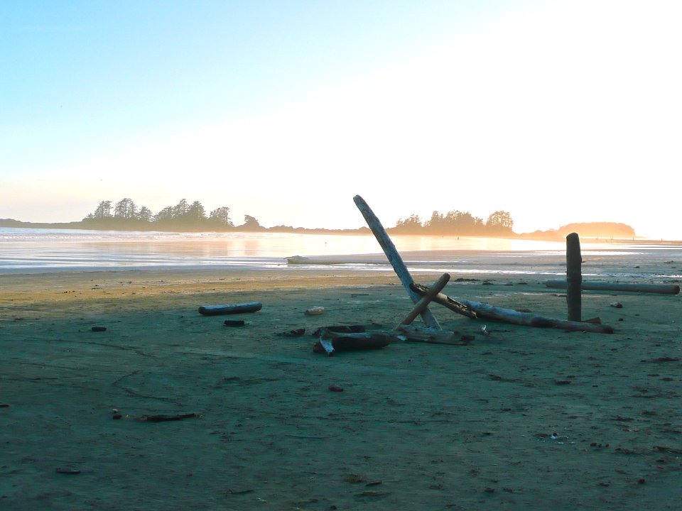 black driftwood on seashore