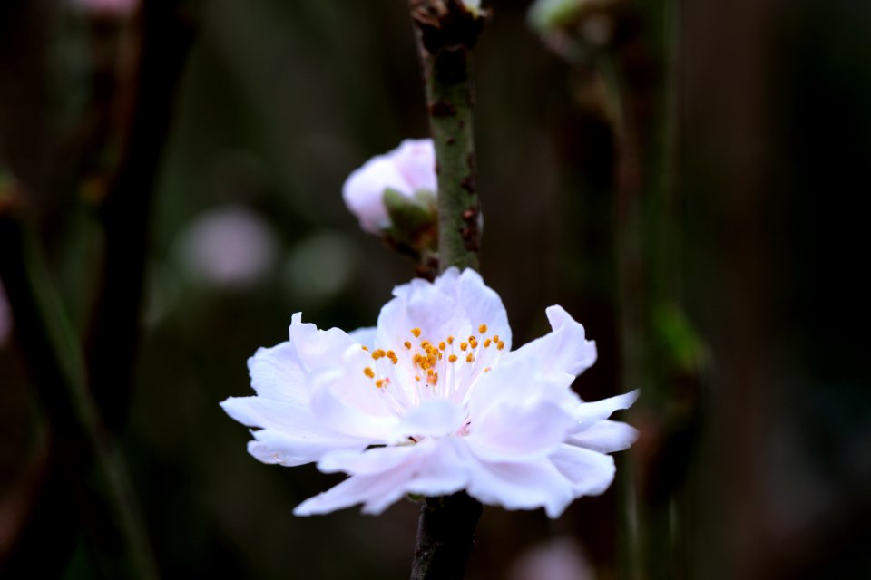 Macau, Floers, Flower
