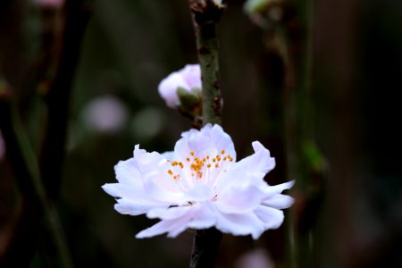 Macau, Floers, Flower
