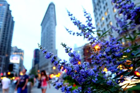 New york, Flatiron building, United states