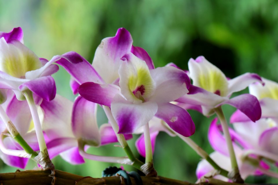 Macau, Macau isl, Flowers