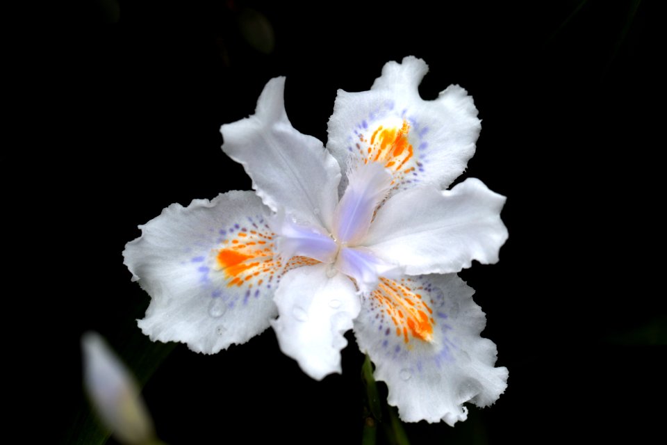Macau, Flowers, Flower