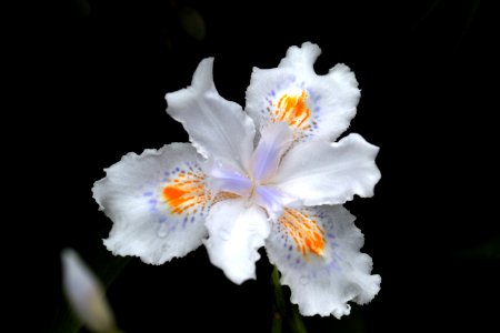 Macau, Flowers, Flower