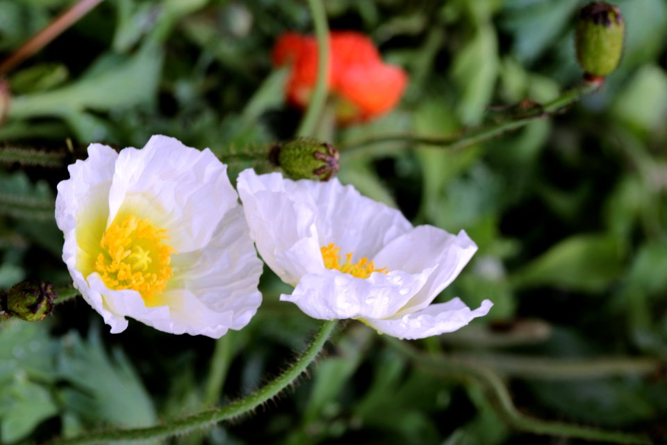 Macau, Flowers, Flower